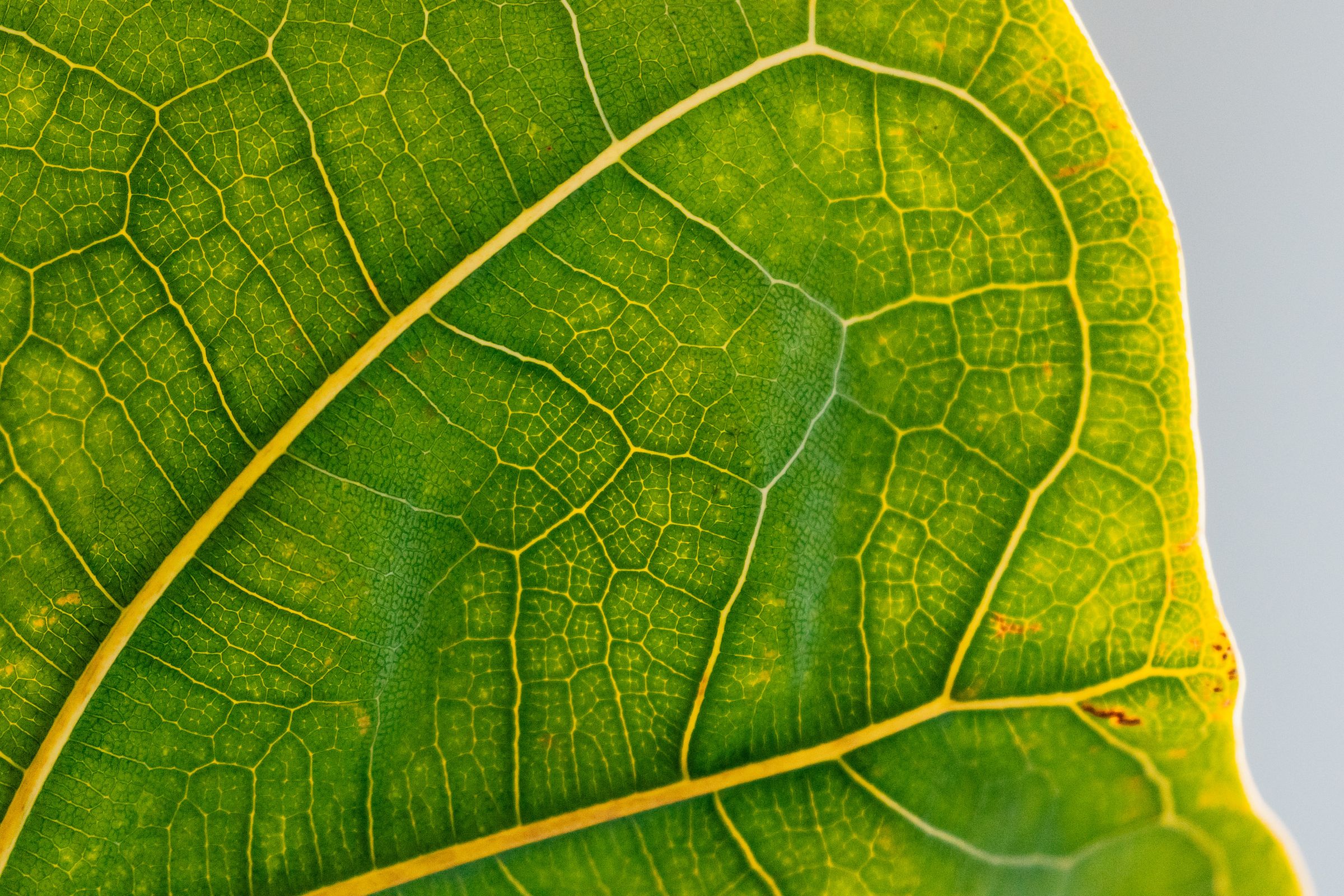 Macro close-up of the veins of a fiddle-leaf fig leaf