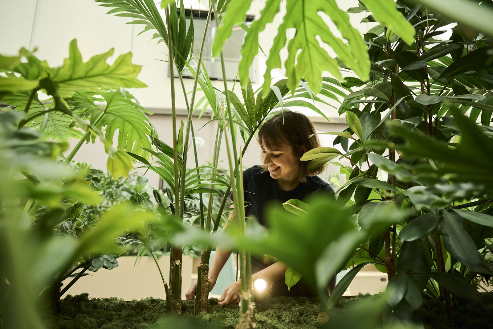 A frondli horticulturist tending a lush planter of palms and philodendrons