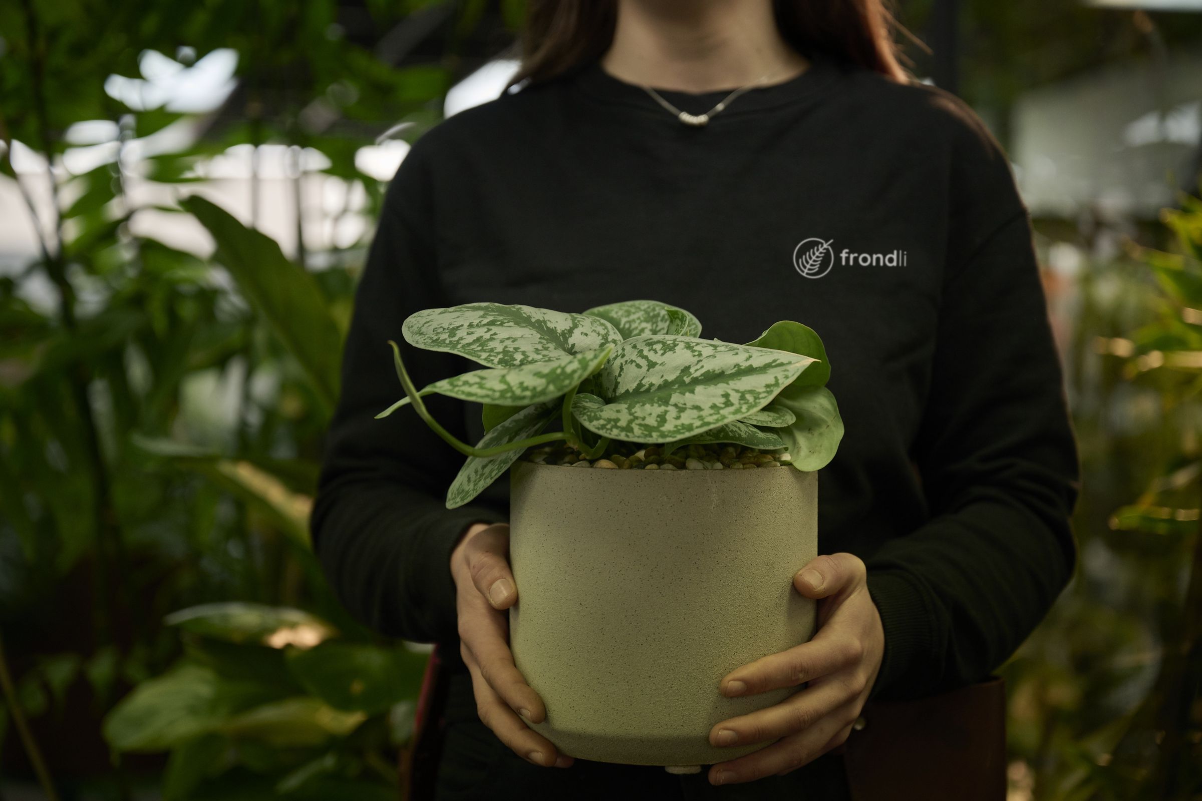 A frondli horticulturist holding a silver-leaf plant in a stone pot