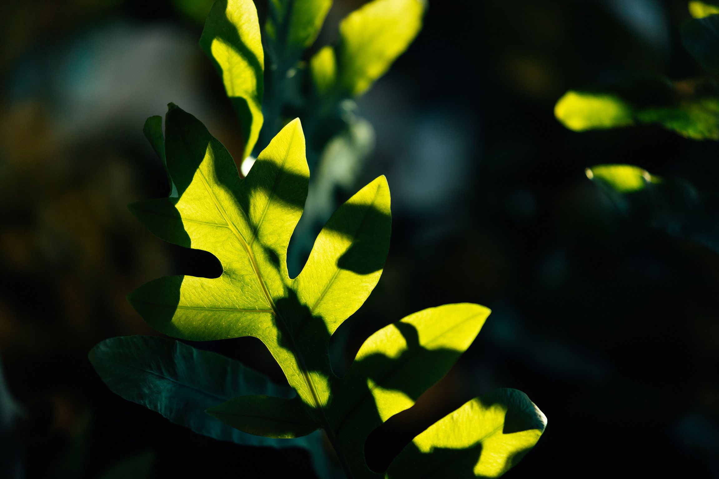 A backlit leaf glowing bright green against a dark background