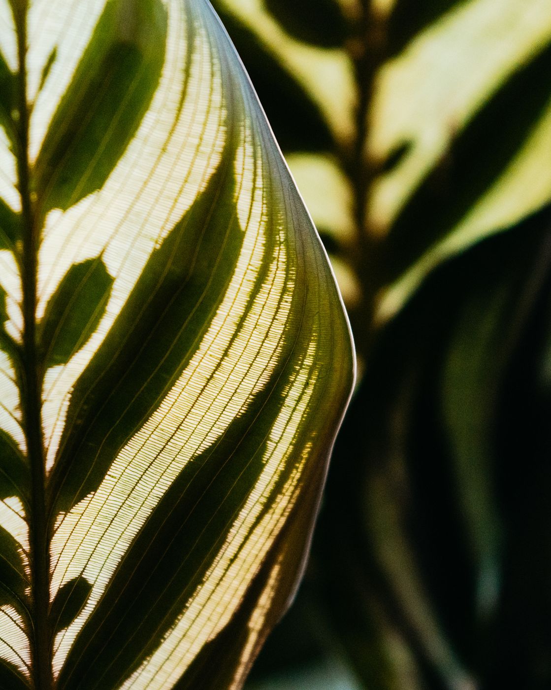 Close-up of a striped calathea leaf