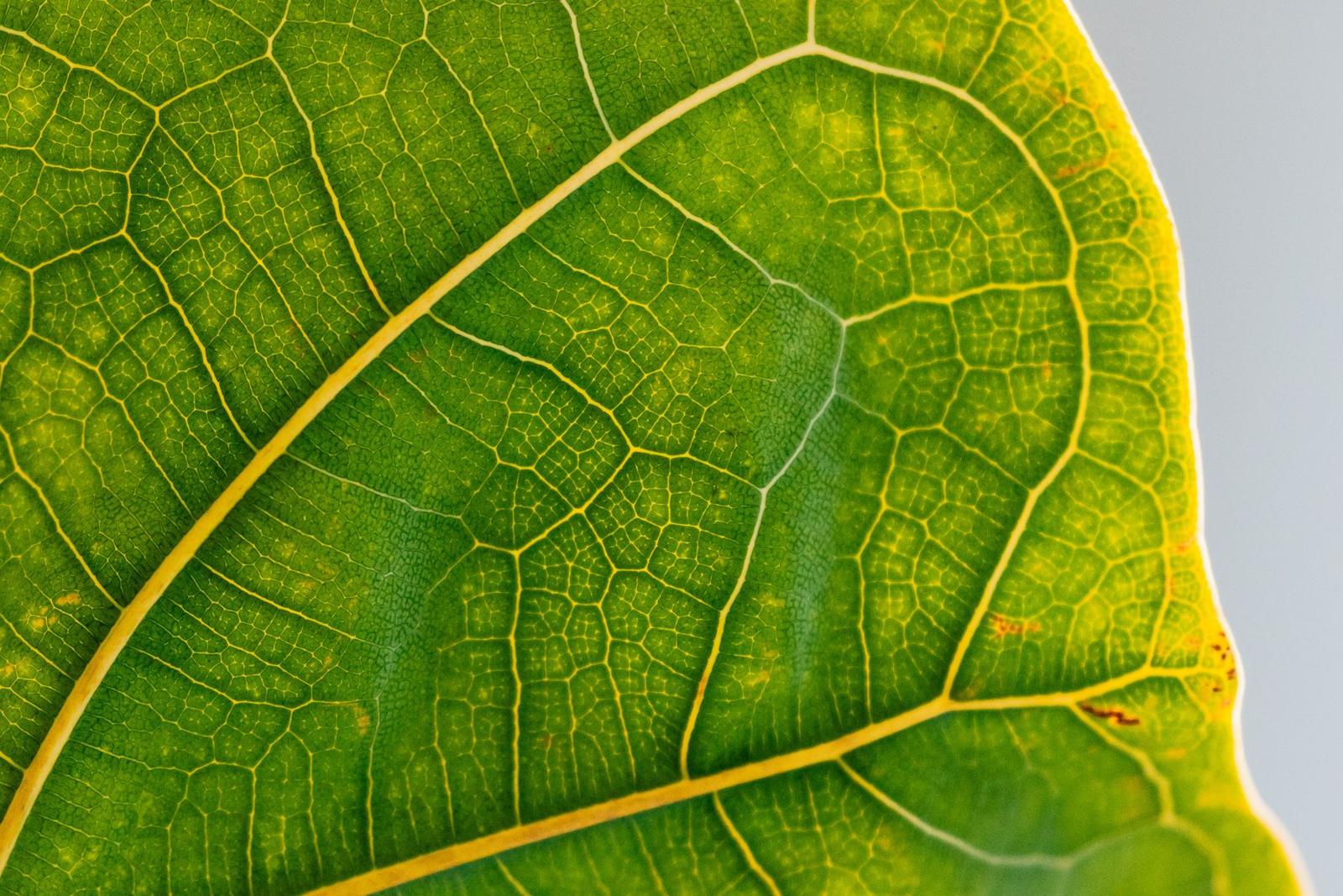 Close-up of a backlit fiddle leaf fig leaf