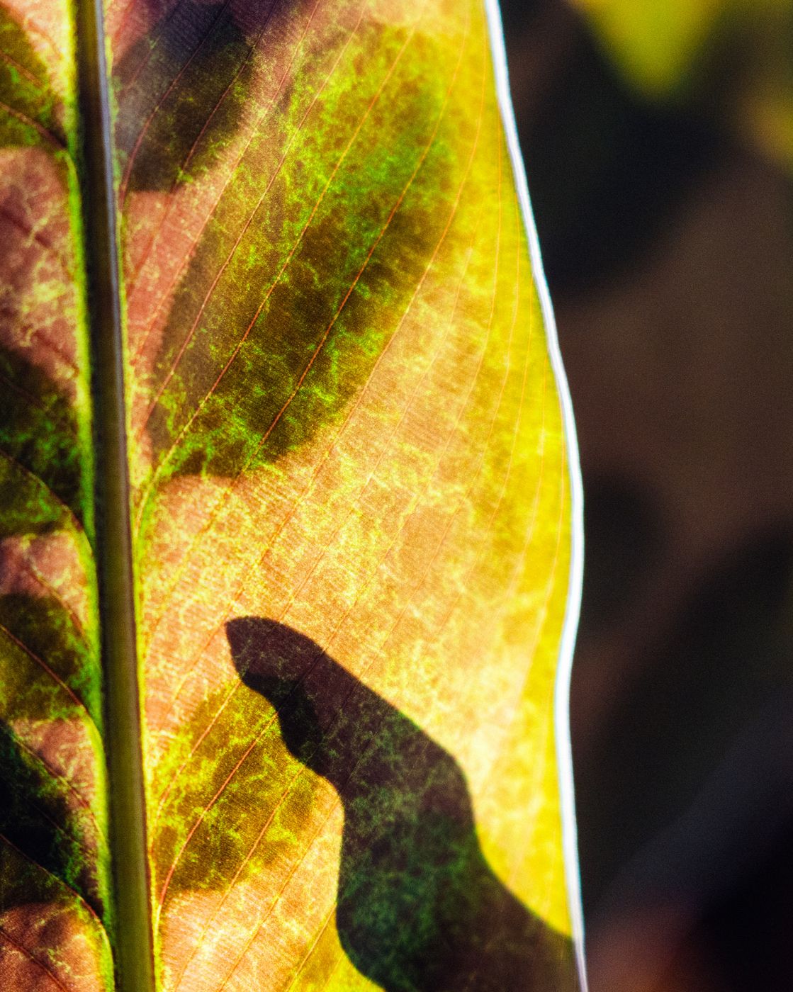 Close-up of leaf veins in warm light